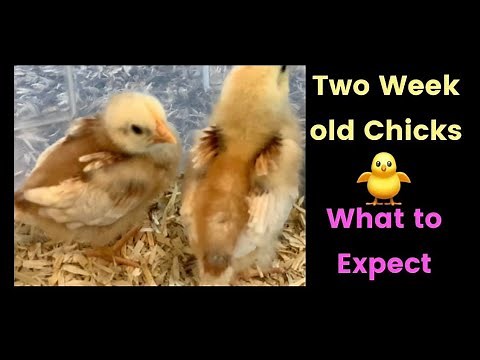 🐥 Chicks 2 Weeks old Isa Brown Chickens