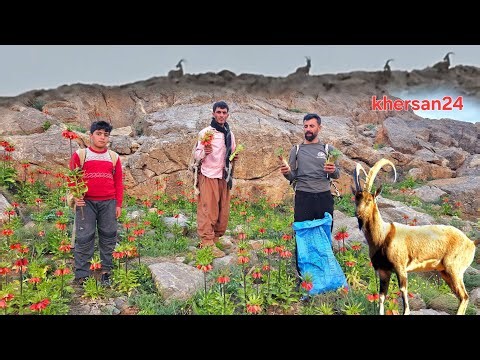 🏔️ Wild Mountain Adventure 🌿 | Foraging Rare Herbs & Nature