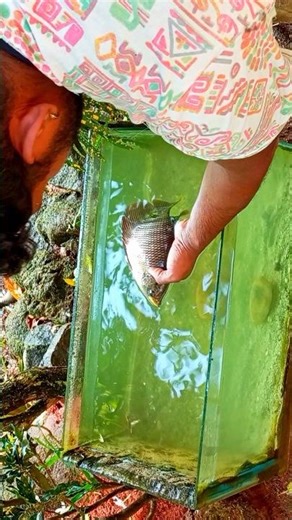 How to TRAIN Your Pet Fish (Easy Tutorial!) 🐠 #shorts