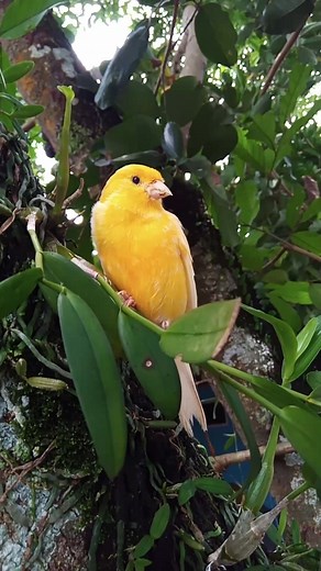 Beautiful canary bird ❤️🥰 | Suranto