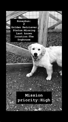 Our Secret PAWgents 🕵️‍♂️🔎🐾 worked overtime cracking this case… and now it’s time to serve some justice 😏🚨 Join us TOMORROW (3/27) for Paw & Order Day 🐾⚖️ Because when you do the crime… you do the time! ⛓️ 🍽️ We’ll be serving Jail Lunch Trays… let us know if your pup wants to participate while they await trial! 👀🐾 Don’t let your pup miss out… or they might end up with an even bigger warrant for their arrest!! 🚔🐶 #lawandorder #dogdetective #dogdaycarelife #hideandseek #dogfood