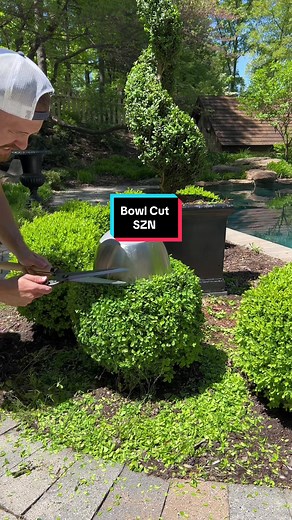 Keep your boxwoods perfect with a bowl cut! 😅😉 #trim #trimming #buxus #hedge #beforeandafter #topiary #buxusballs #bowlcut
