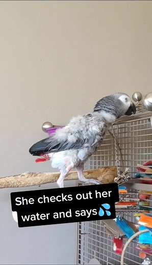 Cosmothefunnyparrot on TikTok