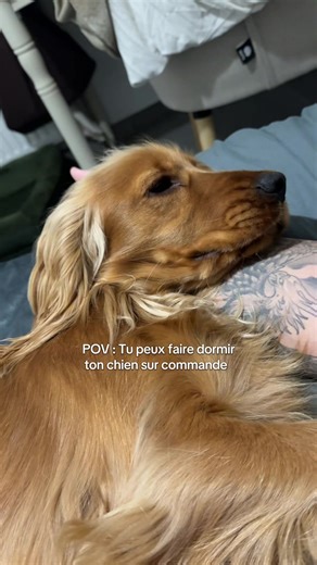 Vidéos de Vaïko😎 (@vaiko.lecocker) avec L.Boccherini, Minuet from String Quartet No.5 in F major - AllMusicGallery