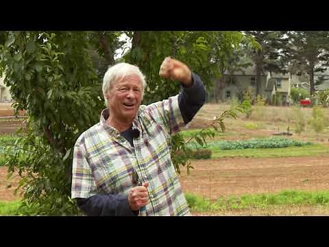 How to Reduce the Size of a Santa Rosa Plum Tree That has Grown Too Tall