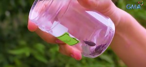 ALAMIN: Mga kissing o assassin bug na masakit mangagat, bakit itinuturing na bida ng kalikasan?