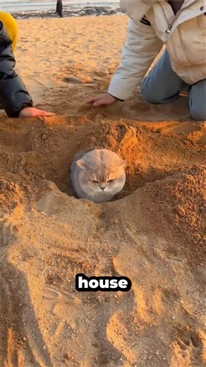 Kitty Kicked Out Fake Death! 😿 Buried Alive Prank! 😂