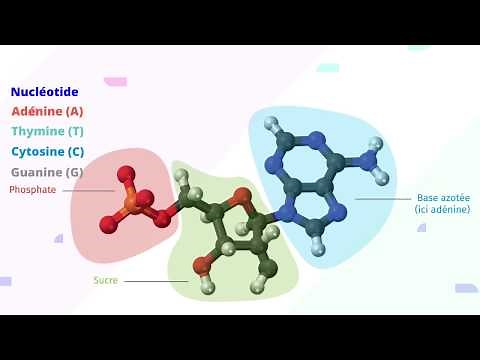 DNA, the medium of genetic information (SVT 2nd year)