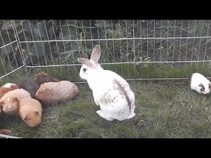 Rabbits living with guinea pigs