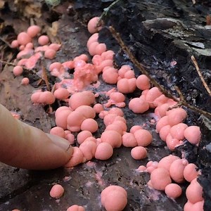 75K views · 404 reactions | Wolf’s Milk Slime Mold (Lycogala epidendrum) is not a fungus, but rather a cosmopolitan species of myxogastrid amoeba. These fruiting bodies can be found on damp rotten wood from June to November. #FungusFriday  by Woodland Cravings | Science Channel | Facebook