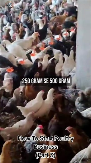 Poultry Busines Model No 3 #khokharfancybirds #viral #birds #shorts