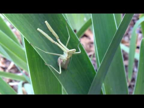 Mantis vs Walking Stick