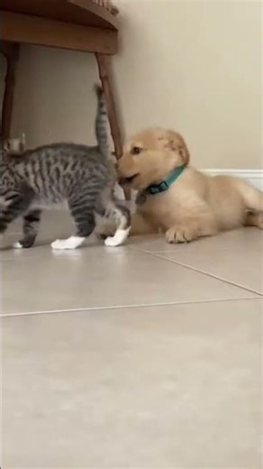 Who Wins: Kitten vs Puppy Play Fight!
