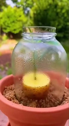 🌹🥔 How to grow roses using a potato
