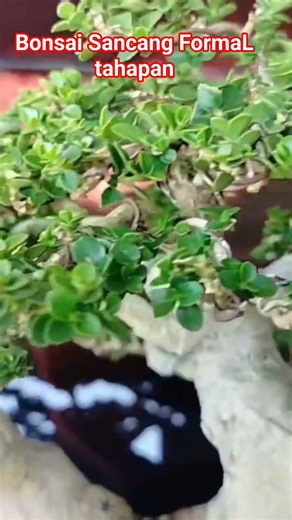 Bonsai Sancang Formal stages❗