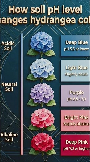 #trendingshorts how soil pH changes Hydrangea color #gardeningtips