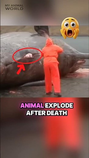 Why Do Dead Whales Explode Like This? 😱🐋💥