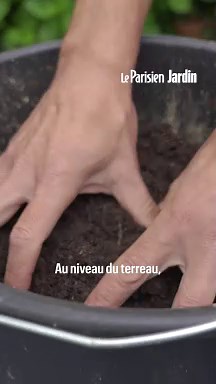 Comment entretenir un bougainvillier ?