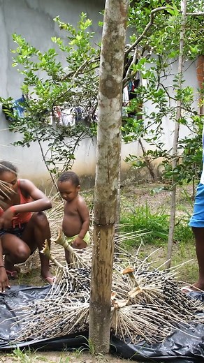 71K views · 219 reactions | In Brazil, workers climb thin palm trees with a single piece of rope and a large knife to harvest #açaí. #amazonrainforest #harvesting | Insider | Facebook