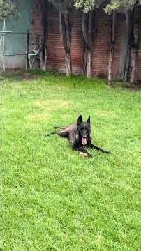 Stimulus control and male resources