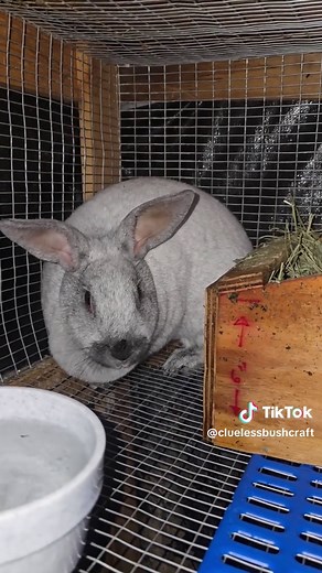 #livestock #raisingrabbits #survival #selfreliance #meatrabbits | rabbit