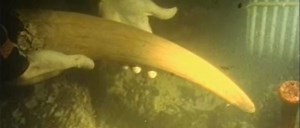 Exploring north Florida rivers for ice age tusks