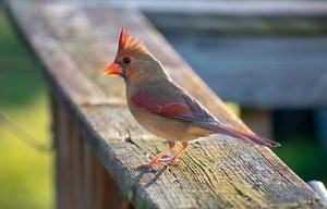 Types Of Cardinals: 4 Birds Even The Pope Would Love To See