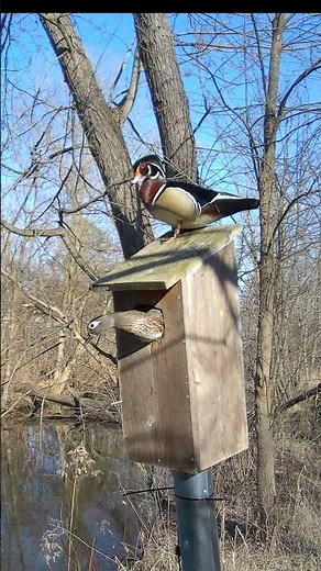Wood Duck Pair Inspects Nest Box #woodduck #nestbox #trailcameracinema