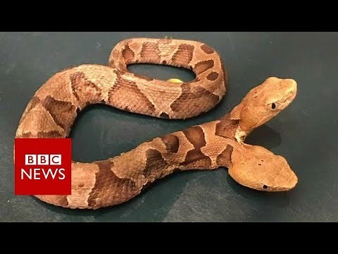 Double-headed snake surprises homeowner - BBC News