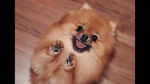 150+ Best Pomeranian Dog Names