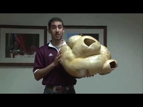 How many stomachs does a cow have?