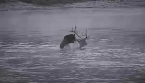 Grizzly Bear Sinks Teeth Into Bull Elk In The Middle Of The Yellowstone River | Whiskey Riff