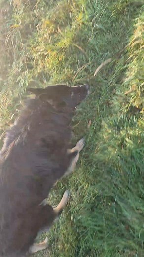 Love the puddles Loki 😍 | Dogs Unleashed dog walking and pet care services