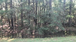 Lake Livingston State Park - Texas Parks and Wildlife on Reels