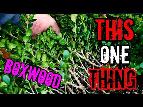 How to trim boxwood bushes and not stress about it. (time-lapse)