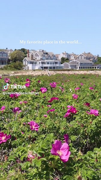 Cape Cod Beach Chair on TikTok