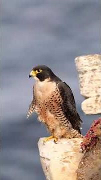 What does a Peregrine Falcon Sound Like?