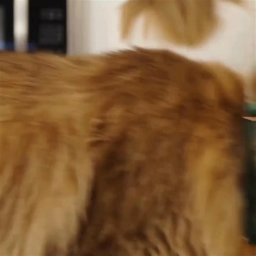 The only dinner date who never cancels. 😉🐈 What’s your ideal Friday night—out on the town or cozy on the couch with your pet? Stop by your local ARMOR THE POOCH to pick up your cats favorite recipes this weekend! | ARMOR THE POOCH