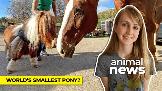 WATCH — Meet Pumuckel, possibly the world’s smallest pony