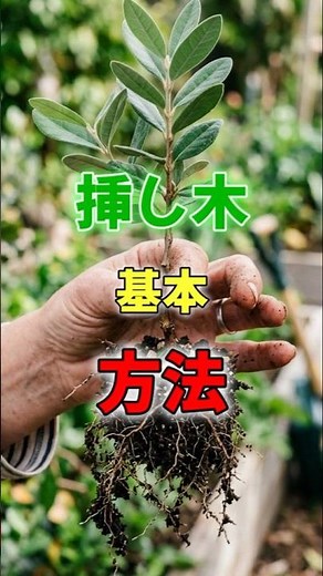 [Gardening] Cuttings Basics & Techniques [Fruit Trees | Garden Trees | Plants]
