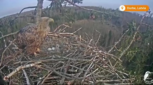 After weeks of fending off predators, white-tailed eagle named Milda hatched a new eaglet in Latvia | Reuters