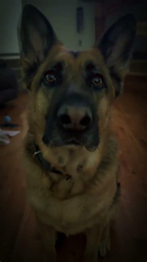 Certified Pain in the Ass 🐕 #gsd