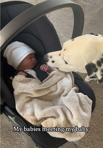 Dalmatians and Babies: A Heartwarming Encounter