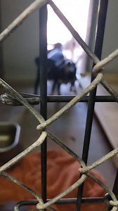 5.4K views · 153 reactions | Well we have small dogs now. Everyone is always asking so here they are! Come get one before they are gone. | Pinal County Animal Care and Control | Facebook