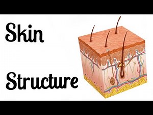 Skin Structure / Basic Skin Anatomy