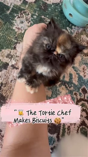 The Tortie Chef is back in the kitchen 😹🍪 Don’t talk to her while she’s baking — she’s on a mission 🍪👩‍🍳 The Tortie Chef’s secret ingredient? Endless purrs 💛 #cats_of_instagram #tortiecats #catchef #KittensOfInstagram #persiankitten #persiankitten #austincats #catsofaustin #funnycats #austincats #catsofinstagram #texaspets #funnyvideos | Beljapur Cattery Persian Cats