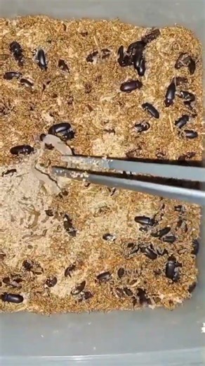 Nature’s Hidden Process: Beetle Larvae Emerging 🐛🔍