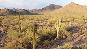 Arizona Sonoran Desert, aerial view push through Saguaro Cactus Trees