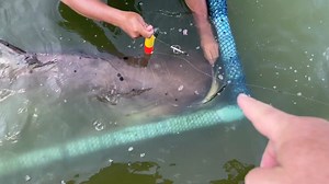 It's a Mekong time of year . As we move into the last 4 months of the year the Mekong Catfish catches will definitely increase so if you after one of these monster filter feeders nows the time to get the floats out... | Exotic Fishing Thailand