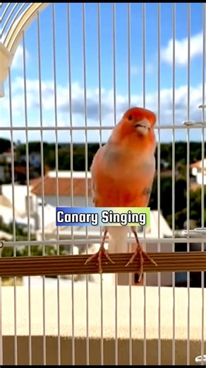 Canary Singing Training Male | Canary Pronunciation #canarytraining #kenari #galerikenariindonesia